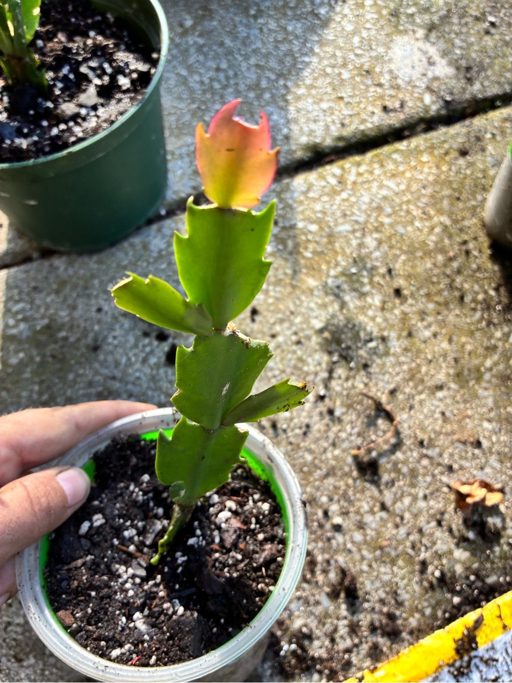 Thanksgiving cactus